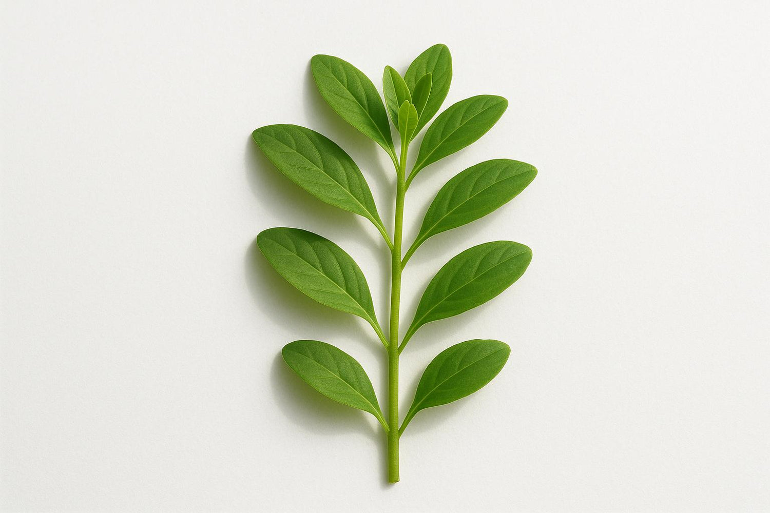 How Natural Nootropics Work for Relaxation